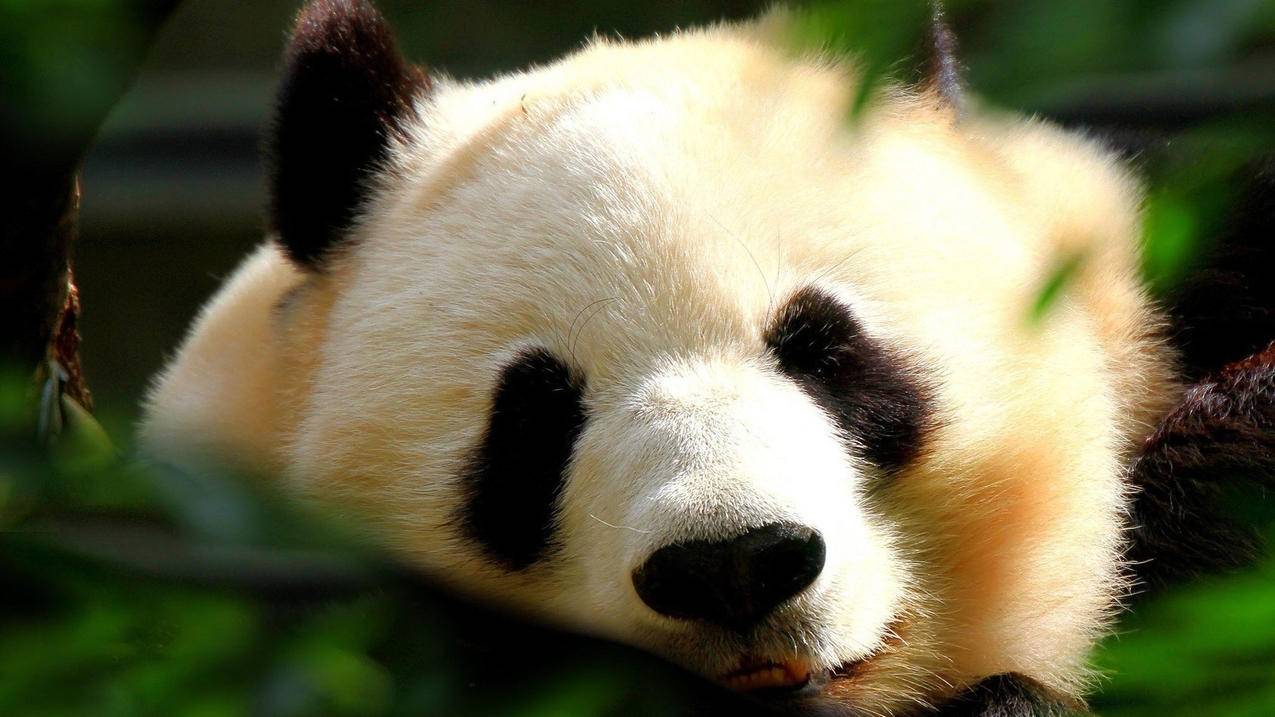 抖音平台24小时下单业务免费吗,dy业务网站平台24小时,抖音赞平台全网+最低价